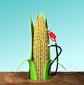 New Engineered Corn Produces Biofuel by Itself