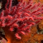 New Fiery-Red Coral Species Found in the Peruvian Pacific