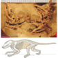 New Fossil Mammal Found in China