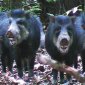 New Giant Forest Pig Discovered!