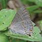 New Green-Eyed Butterfly Discovered in the US