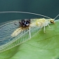 New Green Lacewing Species, Semachrysa Jade, Discovered on Flickr