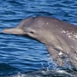 New Humpback Dolphin Species Documented in Australian Waters