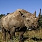 New INTERPOL Unit Will Fight Ivory and Rhino Horn Trafficking