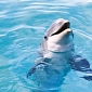 New Jersey Gets Behind Efforts to Safeguard Local Dolphin Population