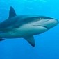 New Laws Mean Better Protection for Sharks