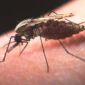 New Malaria Vaccine Gives Hope to Scientists