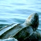 New Marine Safe Routes for Endangered Species