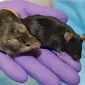 New Mice Can Model Major Depressive Disorder