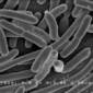 New Microfluidic Device Measures Bacteria Colony Mechanics