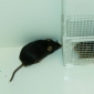 New Mouse Model for Studying Multiple Sclerosis