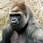 New National Park in Congo Will House 15,000 Gorillas