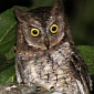 New Owl Species Found in Indonesia