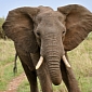 New Record: 1,500 Elephant Tusks Seized by Malaysian Customs