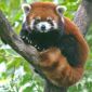 New Red Panda Discovered in North America