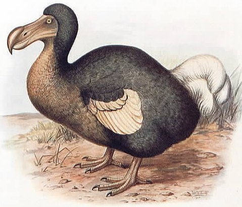 New Remains Are Going to Solve the Dodo Bird's Mystery