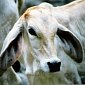 New Research to Reduce Methane Emissions from Cattle Underway