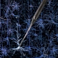 New Robot Can Study Neuron Firing Patterns