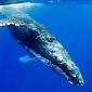 New Shipping Lanes: California Re-Routes Ships to Protect Whales