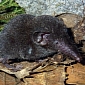 New Shrew Species Discovered by Wildlife Researchers in Vietnam