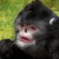 New Snub-Nosed Monkey Species Sneezes in the Rain