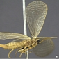 New Species of Forcepfly Discovered in Brazil