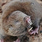 New Species of Giant Mole Rat Discovered in Africa