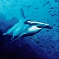 New Species of Hammerhead Shark Discovered