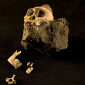 New Species of Hominid Found in South Africa