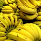 New Spray-On Coating Could Keep Bananas Fresh for Longer Periods of Time