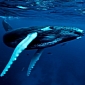New Study Investigates How Whales Respond to Changing Ecosystems