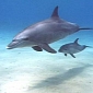 New Study Links Dolphin Deaths to Gulf of Mexico Oil Spill