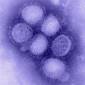 New Swine Flu Virus May Emerge from the Tropics