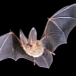 New Technology Identifies Bat Species by Their Calls