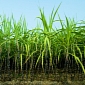 New Technology Might Help Make Bioethanol More Economic