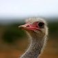 New Theory in Why Ostriches Are Grounded