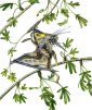 New Tiny Pterosaurs, a Missing Link