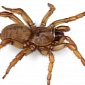 New Trapdoor Spider Named After US President Barack Obama