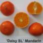 New Type of Tangerine Created in the Lab