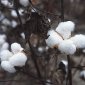 New Uses for Cotton Will Blow Your Mind