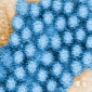 New Video Exposes the Dangers of Noroviruses
