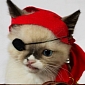 New Viral Meme Cat, Sir Stuffington Is One-Eyed Pirate