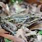 New York City Reveals New Leopard Frog Species