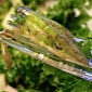New York Customer Finds Lizard Head in Kale Salad