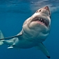 New Zealand Announces Ban on Shark Finning