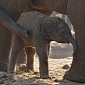 Newborn Elephant Is Looked After by Both Her Mom and Her Grandmother