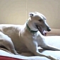 Newly Adopted Greyhound Saves His Owners' Lives