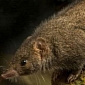 Newly-Discovered Marsupials Drop Dead After Mating, Researchers Say