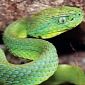 Newly Discovered Pit-Viper Species Is Already Critically Endangered