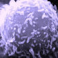 Newly-Found Protein May Keep Cancer in Check